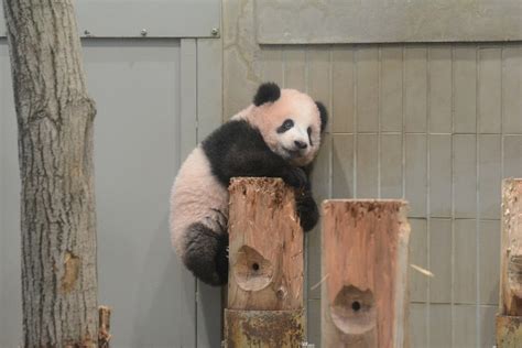 Giant Panda Cub At Ueno Zoo Nearly 5 Months Old Ventures From Indoor