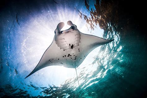 Manta Rays Have A Special Trick For Filtering Very Tiny Bits Of Food