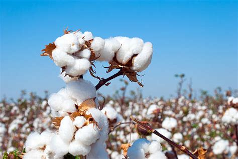 Royalty Free Cotton Plant Pictures Images And Stock Photos Istock
