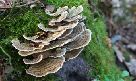 complete guide to turkey tail mushroom trametes versicolor freshcap mushrooms