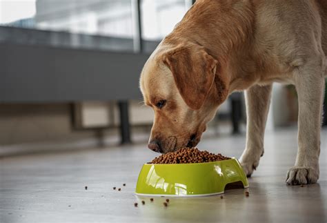 Can A Puppy Eat Regular Dog Food