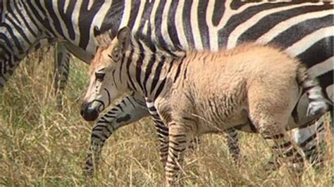 Rare ‘golden Zebra Sighted In Maasai Mara Nairobi News