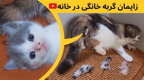 زایمان گربه ی خانگی زایمان گربه در خانه ️این ویدئو شامل صحنه های زایمان گربه میباشد ️ Youtube