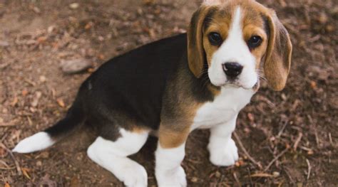 Beagle Puppy For Sale Seattle