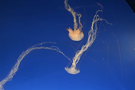 Pacific Sea Nettle Zoochat