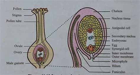 Draw A Well Labelled Diagram Of A Mature Ovule Showing Its Internal Structure Mention The Fate
