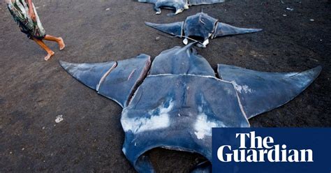 Indonesia Makes First Arrests Of Manta Ray Traders Illegal Wildlife