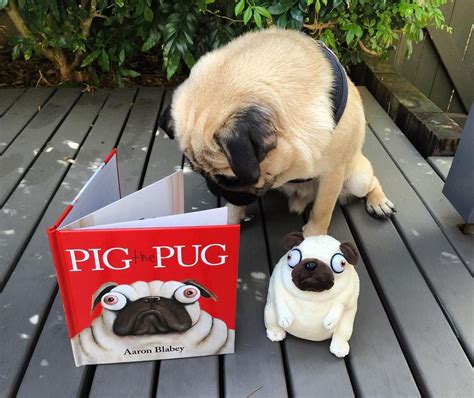 Biscuit And Pikelet Pugs On Instagram Catching Up On My Reading This