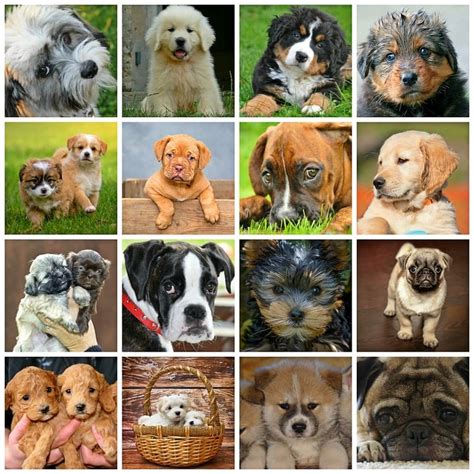 Collage Perros Animales Imagen Gratis En Pixabay