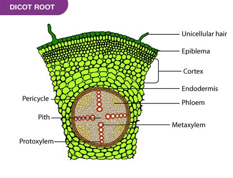 Cross Section Of Dicot Stem