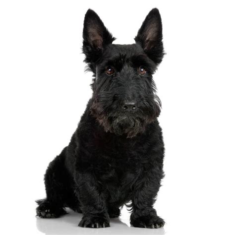 Scottish Terrier Dog Breed Information Pictures And More