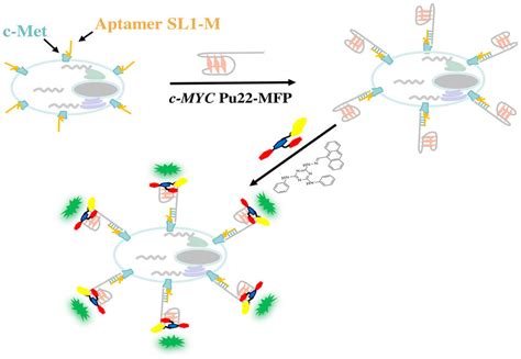 Schematic Illustration Of Locating Aptamers In Cells By Dna Mimic Of