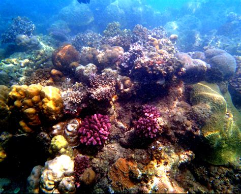 Home Is Where The Healthy Reefs Are Insights Into Coral