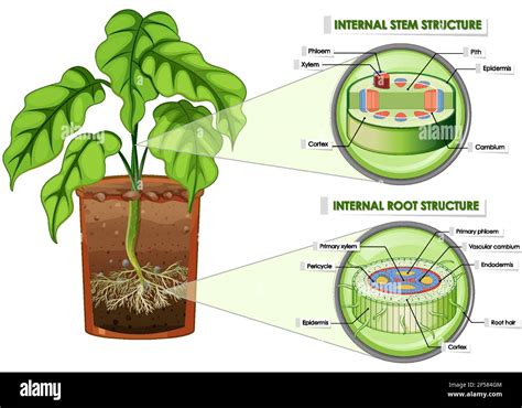 Diagrama Que Muestra La Estructura De La Raíz Y Vástago De La