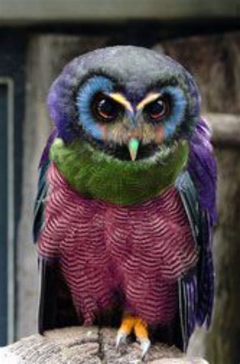 5 Rare Beautiful Owls Article Waqsxz