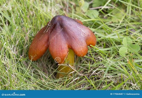 Rare Original Not Edible Mushroom Stock Image Image Of Good Mushroom