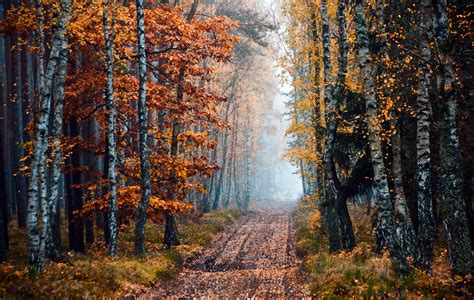 Dirt Road In Autumn Forest Hd Wallpaper Achtergrond 2400x1520 Id