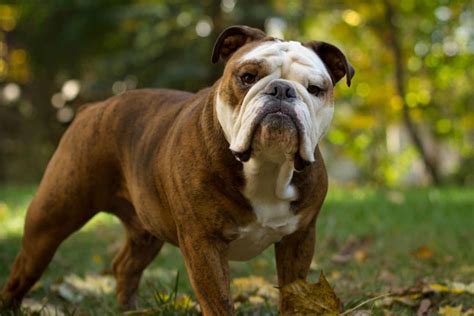 10 Best English Bulldog Dog Names
