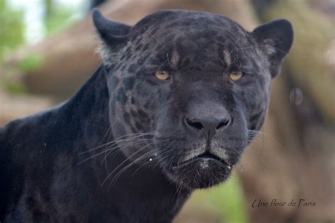 Pin By Ruthann Mccoy On Big Cats Wild Cats Big Cats Black Panther