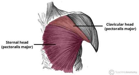 Illustration Of Clavicular Sternal And Inferior Pectoralis Fibers My