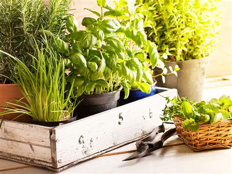Growing An Indoor Herb Garden 101 American Lifestyle Magazine