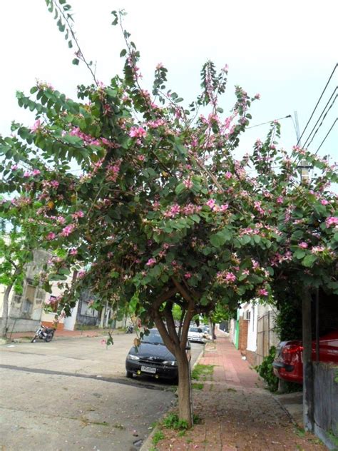 Pata De Vaca Bauhinia Forficata 50000 En Mercado Libre