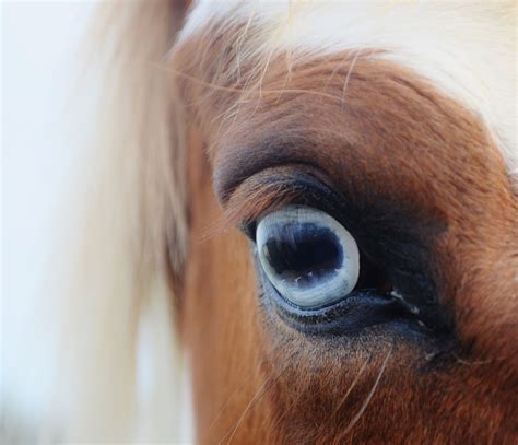 Blue Paint Horse Eye Blueeye Blueyes Horse Animal Eye Blue