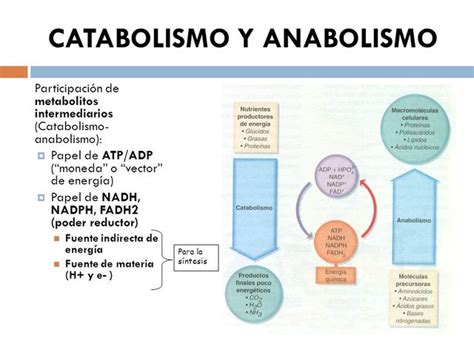 Cuadros Comparativos Entre Anabolismo Y Catabolismo Cuadro Comparativo