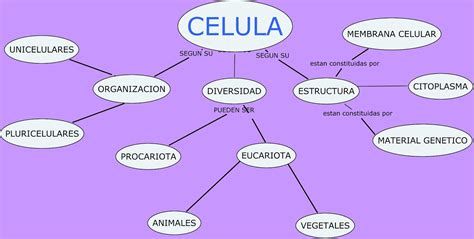 Download Mapa Conceptual De La Celula Animal Y Vegetal Pictures Nietma