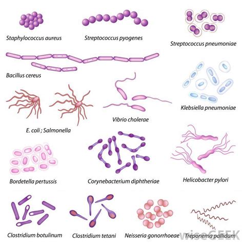 Different Bacterial Shapes Medical Laboratories