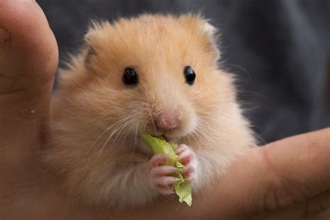 Eating Hamster Flickr Photo Sharing