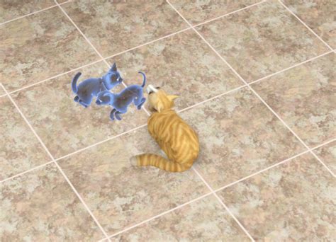 Til Cats Can Give Birth To Ghost Kittens Oo Rsims3