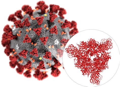 Single Particle Cryo Em For Coronavirus Likeparticle Creative