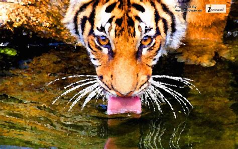 Hd Animal Wallpaper Of A Tiger Drinking Water Hd Tigers Wa