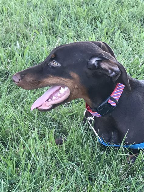 Doberman Pinscher Puppies For Sale Sebring Fl 285360