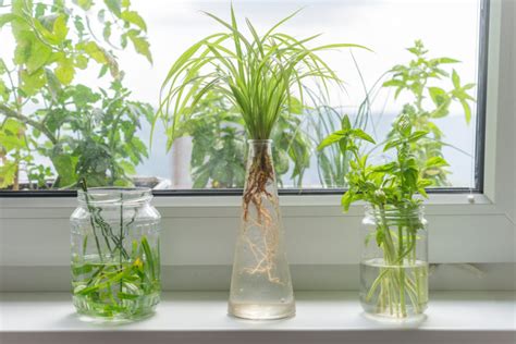 12 Herbs You Can Grow Indoors In Water All Year Long Thatwowgarden