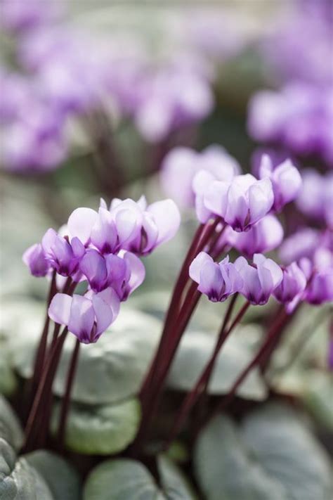 20 Best Winter Flowers Flowers And Plants That Bloom In Winter