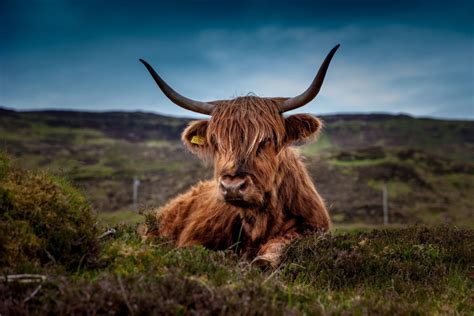 Scottish Highland Cow Moors Royalty Free Photo