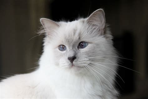 Lilac Ragdoll Beautiful Ribbonsragdolls Com Pretty Cats Beautiful Cats Pretty Kitty
