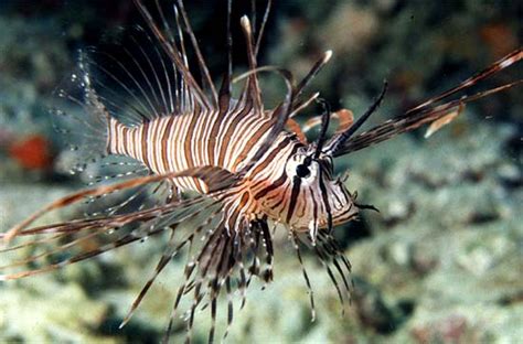 Pterois Volitans Florida Museum Of Natural History