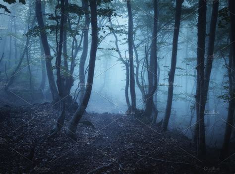 Mysterious Dark Old Forest In Fog High Quality Nature Stock Photos