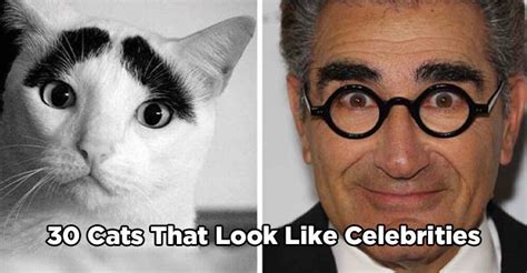 30 Cats That Look Like Celebrities