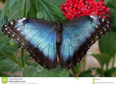 Blue Morpho Butterfly Stock Photo Image Of Bugs Wildlife