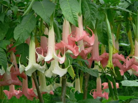 How To Grow And Care For Angels Trumpets Brugmansia World Of