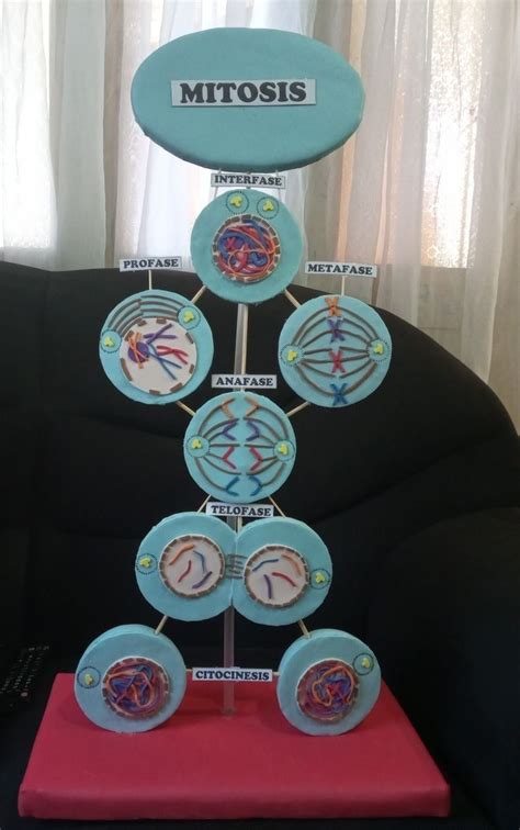 Mitosis Mini Poster Project I Got A 96 On This Use For Reference Biology Projects Cells Project