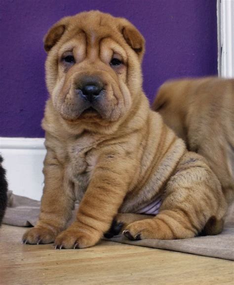 Shar Pei Dogs And Puppies For Sale Pets4homes Shar Pei Puppies
