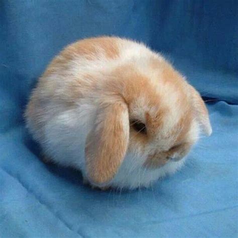 Fat Bunny Pets I Really Really Want Pinterest See Best Ideas