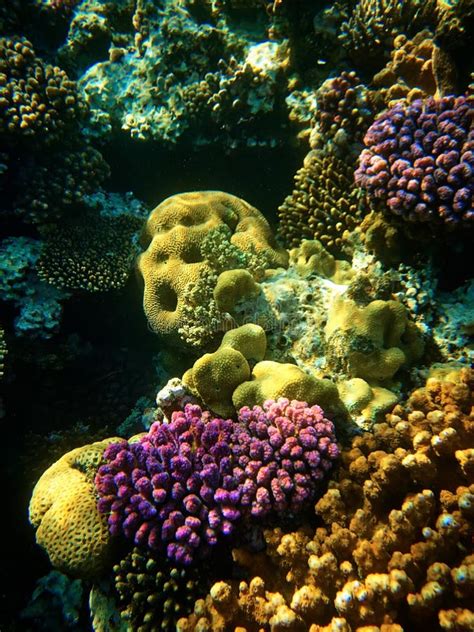 Close Up Underwater Photo Of Coral Reefs In Red Sea Stock Photo Image