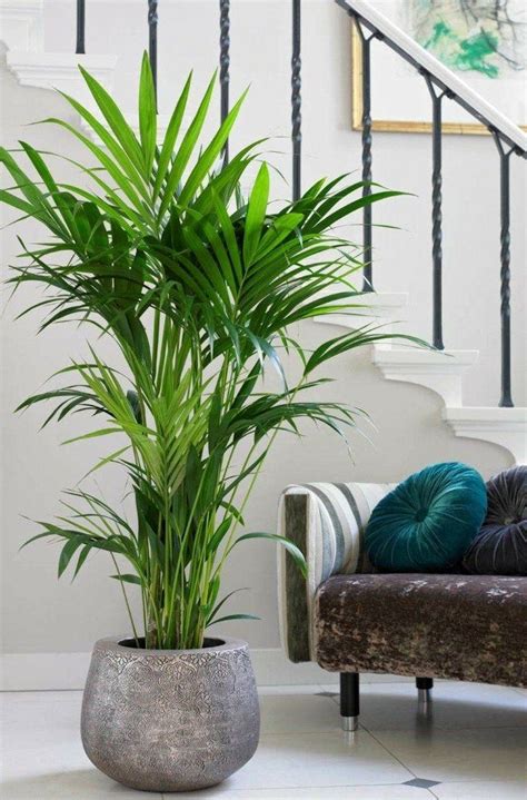 Dekorative pflanzen fürs wohnzimmer inspirierend einzigartig. Kentia Palme | Wohnzimmer pflanzen, Kentia palme ...