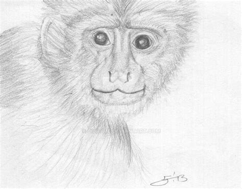 Monkey Sketch By Oilbyme On Deviantart